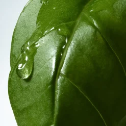 Basil & Hinoki Body Lotion Refill