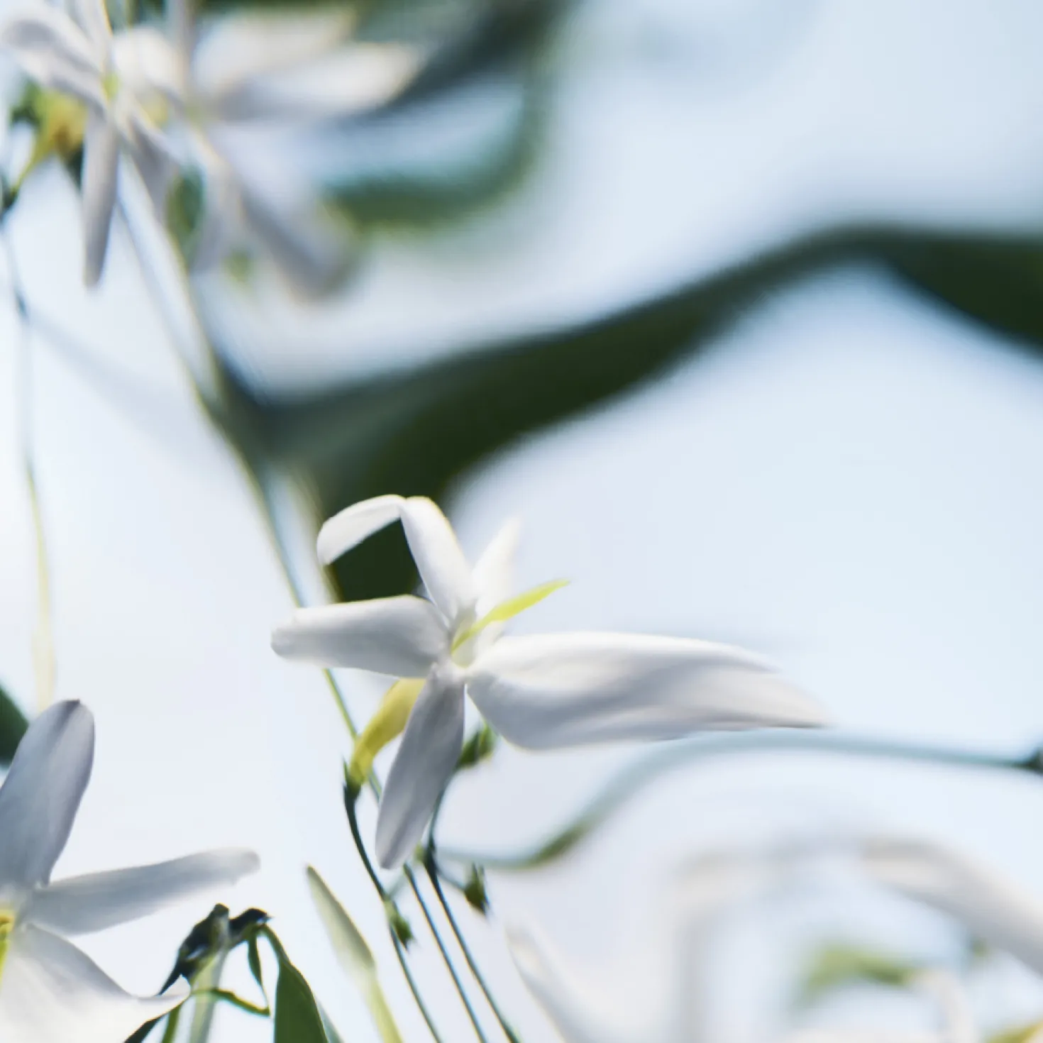 Blanche Absolu Eau de Parfum