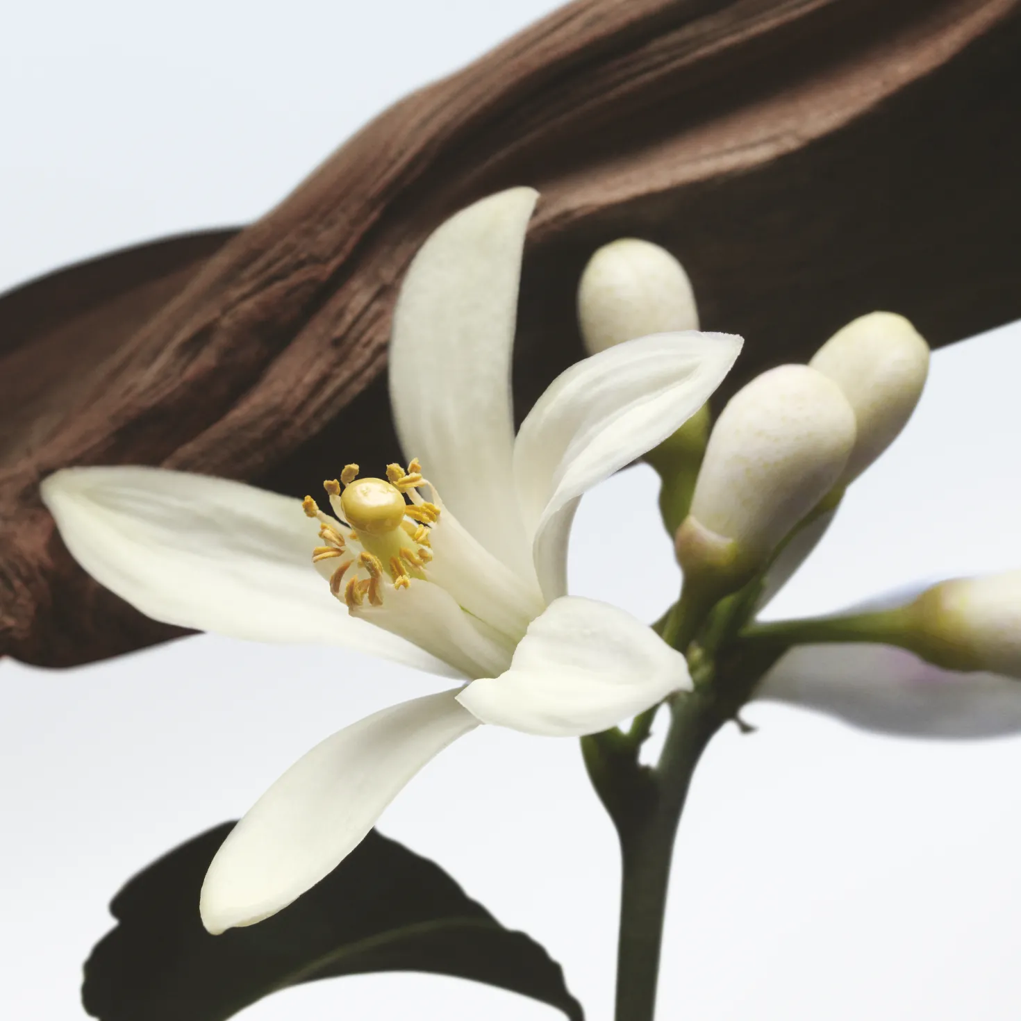Jardin de l'Orangerie Eau de Parfum