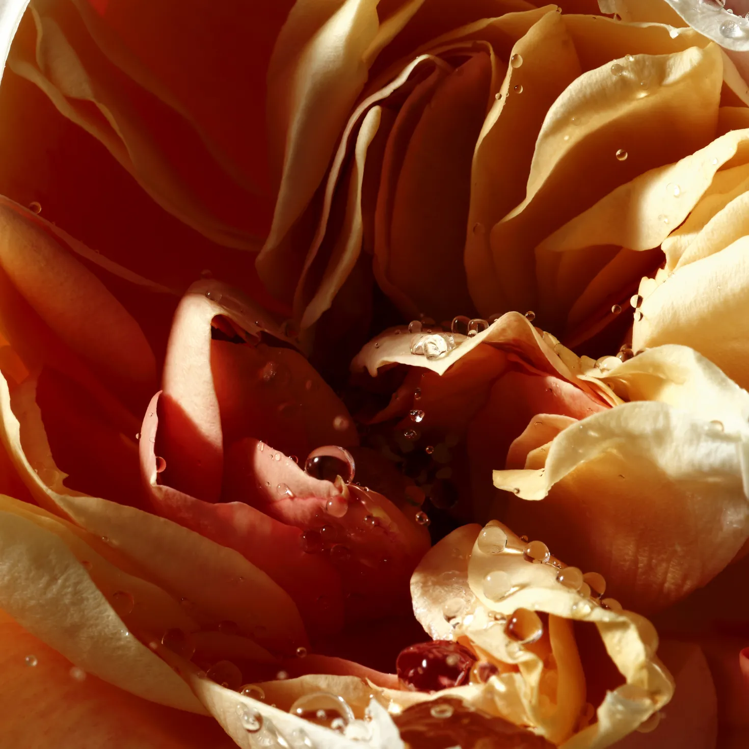 Pepper & Rose Body Lotion Refill